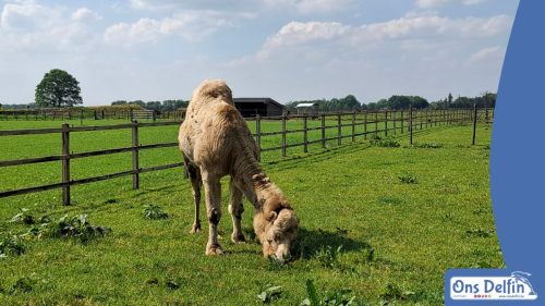 Baarle Nassau (Nederland) & Baarle Hertog (België)