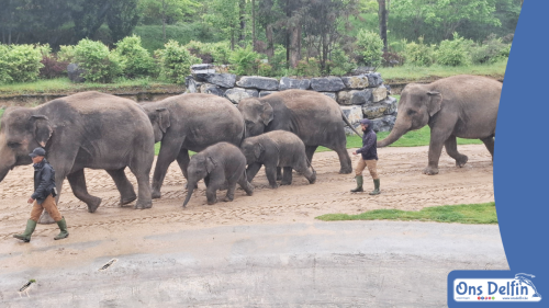 2026-06-03-Pairi-Daiza-Brugelette-Belgie-004