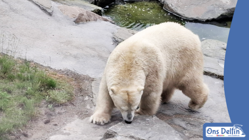 2026-06-03-Pairi-Daiza-Brugelette-Belgie-007