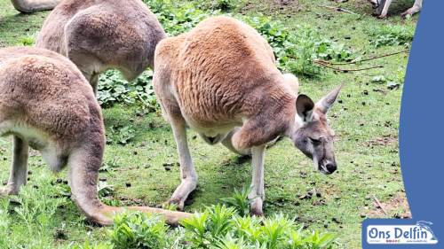 2026-06-03-Pairi-Daiza-Brugelette-Belgie-008