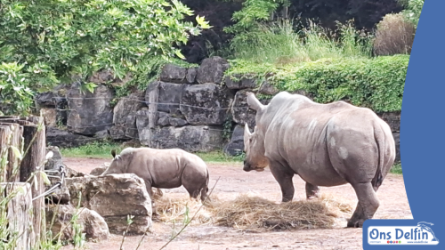 2026-06-03-Pairi-Daiza-Brugelette-Belgie-009